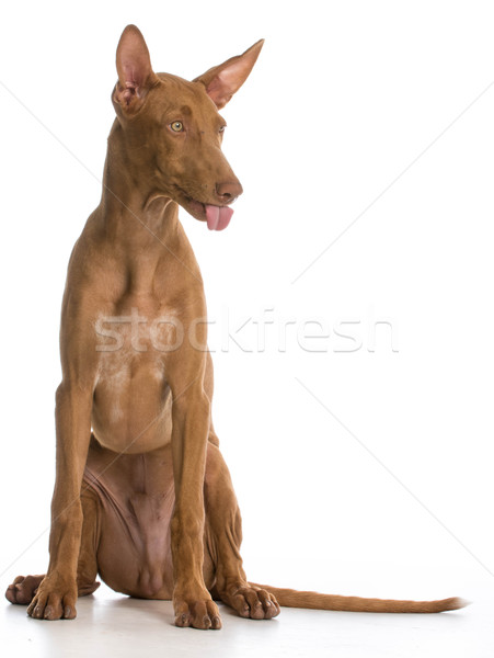 Kutya hozzáállás fáraó nyelv kidugva fehér fiatal Stock fotó © willeecole