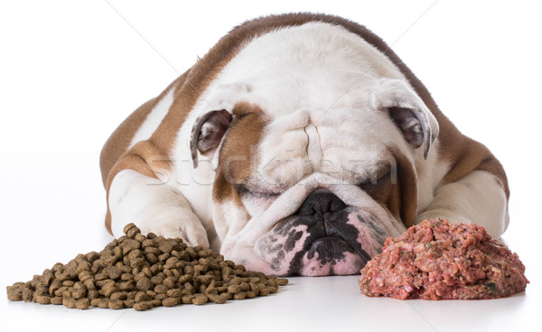 kibble or raw dog food Stock photo © willeecole