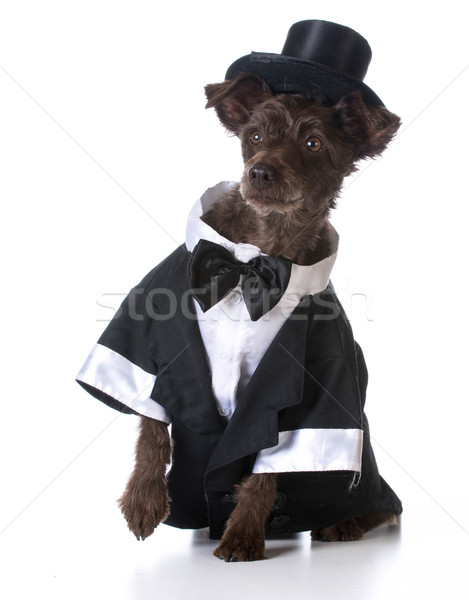 formal dog Stock photo © willeecole