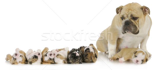 mother and her puppies Stock photo © willeecole