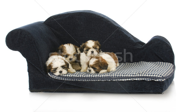 Chiots chiot bleu chien canapé [[stock_photo]] © willeecole