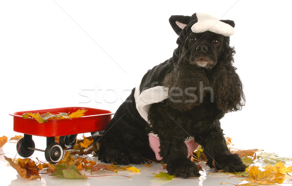 american cocker spaniel dressed up as a cow in autumn setting Stock photo © willeecole