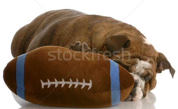 red brindle english bulldog playing with stuffed football Stock photo © willeecole