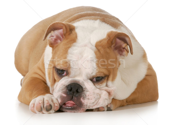 Stock foto: Cute · Welpen · Englisch · Bulldogge · schauen