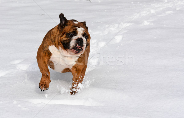 dog in the snow Stock photo © willeecole