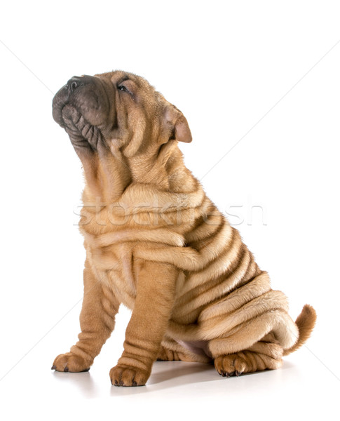 chinese shar pei puppy Stock photo © willeecole