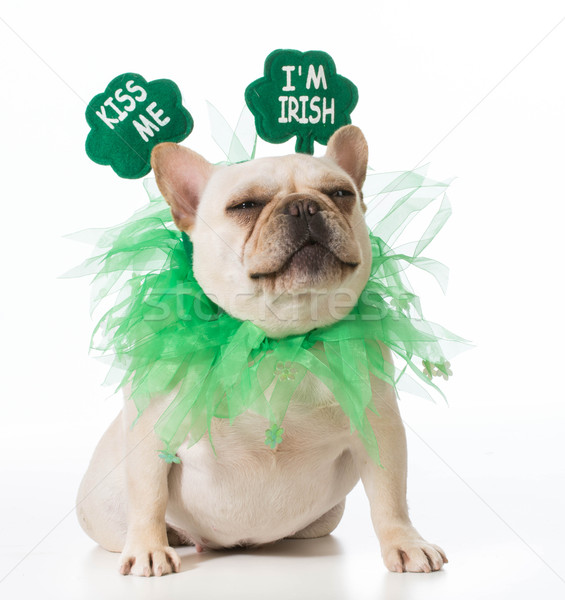 St Patricks Day dog Stock photo © willeecole