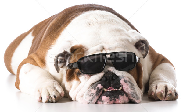 cool dog Stock photo © willeecole