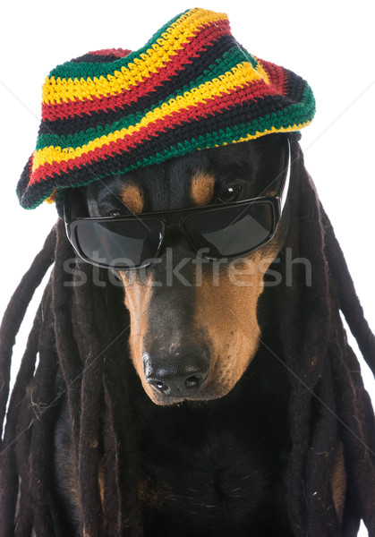 dog in costume Stock photo © willeecole