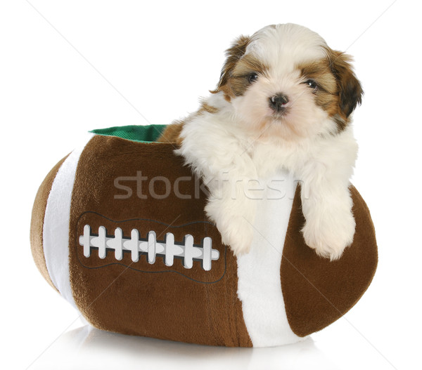 cute puppy Stock photo © willeecole