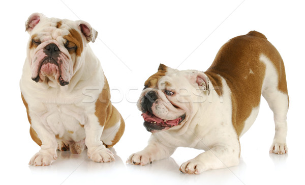 dogs playing Stock photo © willeecole
