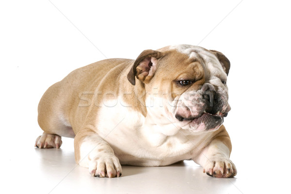 Stockfoto: Agressief · naar · hond · Engels · bulldog · tanden