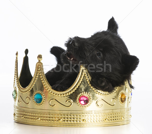 regal puppy Stock photo © willeecole