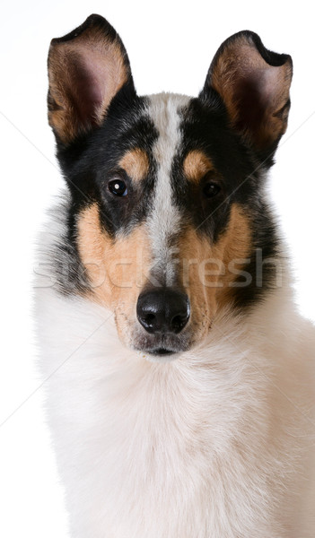 smooth haired collie Stock photo © willeecole