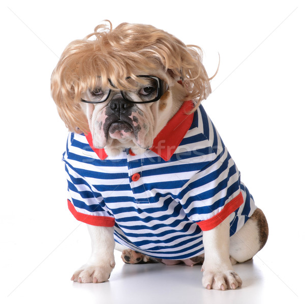dog dressed like a human Stock photo © willeecole