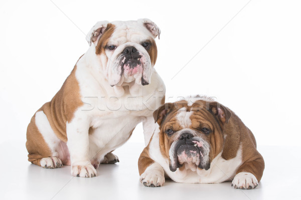 Deux chiens père en fils père blanche animaux [[stock_photo]] © willeecole