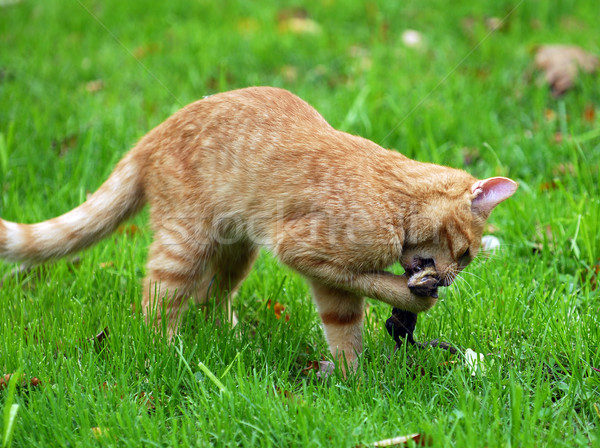 ストックフォト: 猫 · 狩猟 · シマリス · 草 · 太陽 · 葉