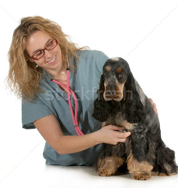 Veterinario atención veterinario escuchar perro corazón Foto stock © willeecole