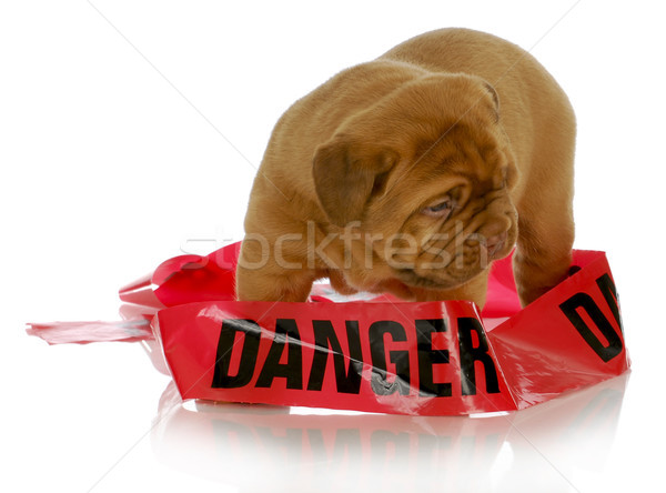 bad puppy Stock photo © willeecole