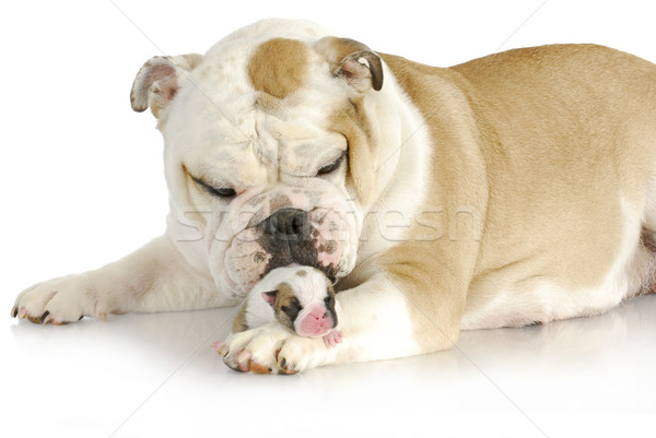 Kutya anya kutyakölyök egy hét öreg Stock fotó © willeecole