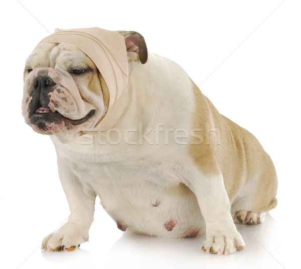 Chorych psa angielski bulldog bandaż głowie Zdjęcia stock © willeecole