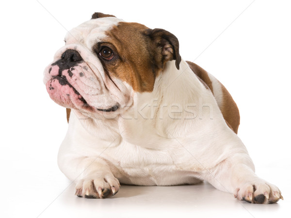 english bulldog Stock photo © willeecole