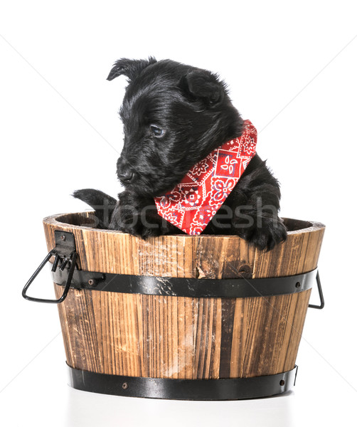 Terrier chiot laver isolé blanche rouge [[stock_photo]] © willeecole