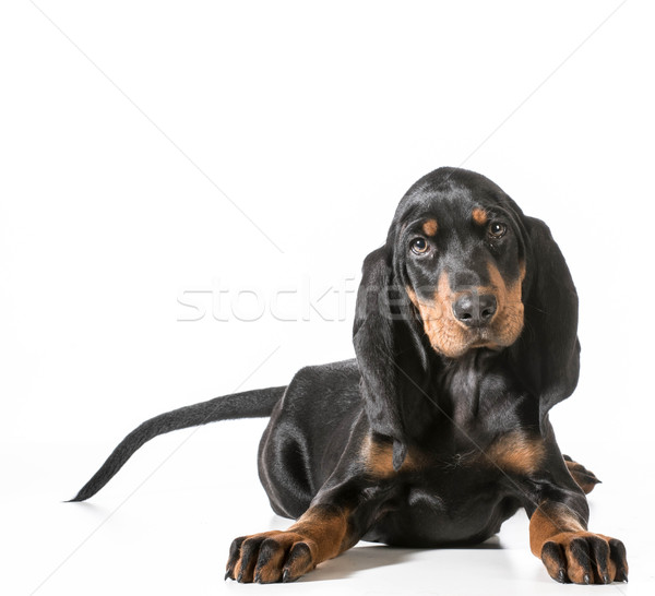 Cute chiot noir blanche [[stock_photo]] © willeecole