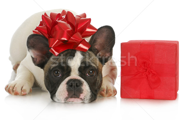christmas puppy Stock photo © willeecole