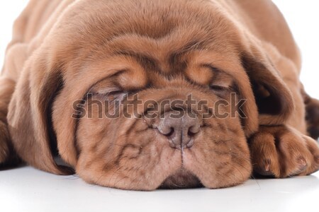 dogue de bordeaux Stock photo © willeecole
