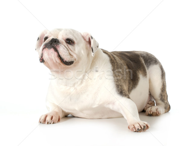 Angol bulldog portré női négyéves férfi Stock fotó © willeecole