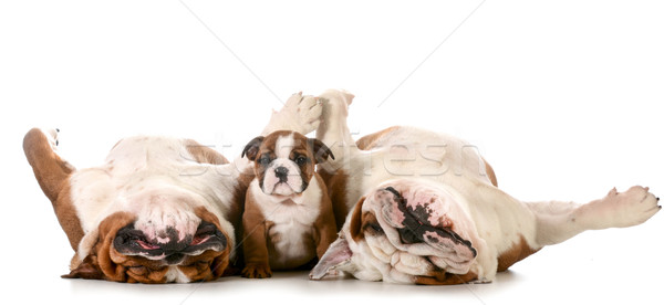 Stockfoto: Bulldog · familie · hond · Engels · vader · zoon · grootvader