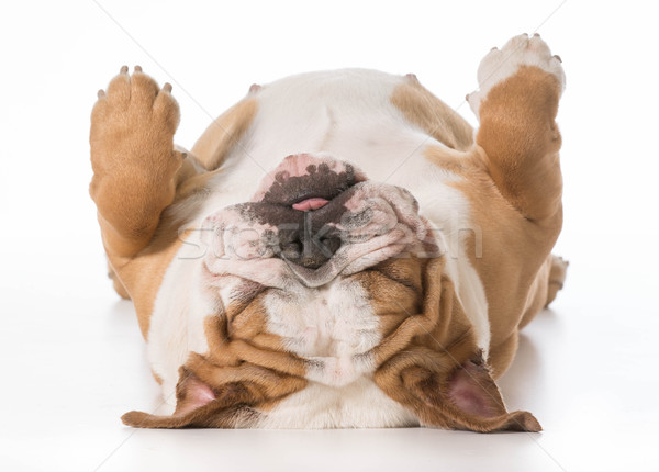 Câine dormit engleză buldog înapoi Imagine de stoc © willeecole