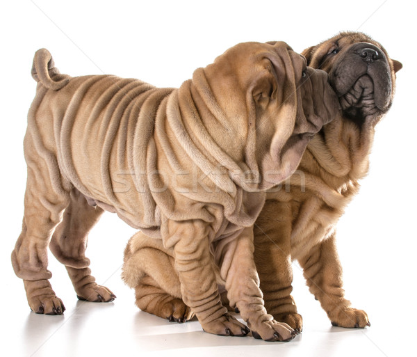 two chinese shar pei puppies Stock photo © willeecole