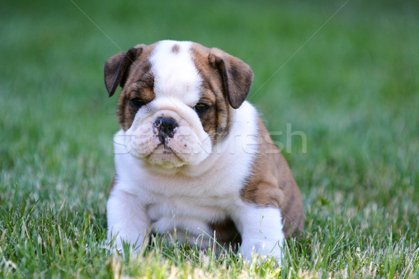 Stock photo: cute puppy