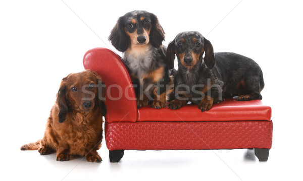 Trei canapea miniatura roşu piele câine Imagine de stoc © willeecole