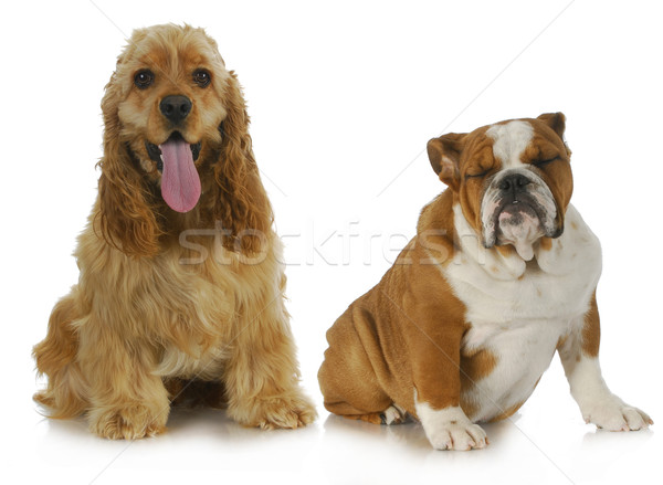 two dogs Stock photo © willeecole