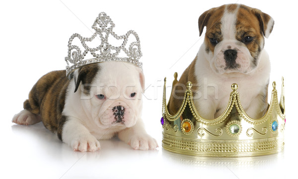 spoiled puppies Stock photo © willeecole