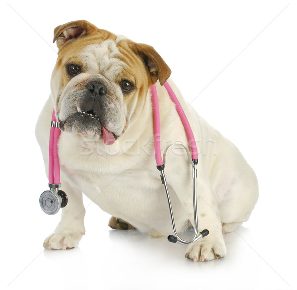 veterinary care Stock photo © willeecole
