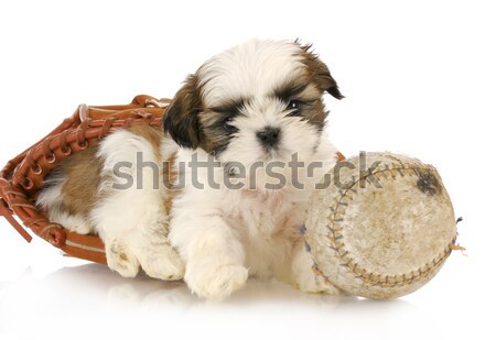 Spor tazı sevimli köpek yavrusu oturma içinde Stok fotoğraf © willeecole