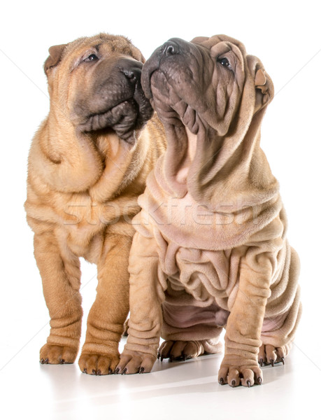 Twee chinese puppies vergadering geïsoleerd Stockfoto © willeecole