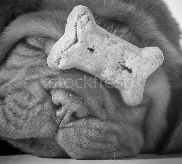 dog with a bone Stock photo © willeecole
