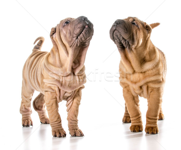 two chinese shar pei puppies Stock photo © willeecole