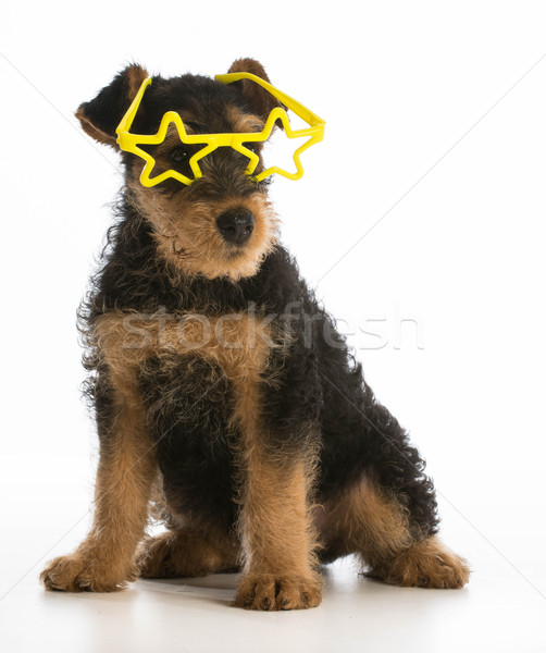 cute puppy Stock photo © willeecole