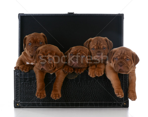 litter of puppies Stock photo © willeecole