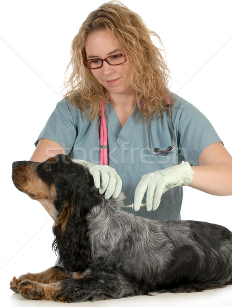 Veterinário cuidar inglês veterinário isolado branco Foto stock © willeecole