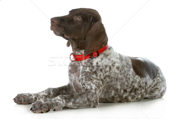german shorthaired pointer Stock photo © willeecole