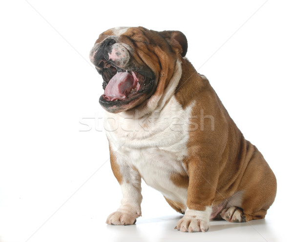 dog yawning Stock photo © willeecole
