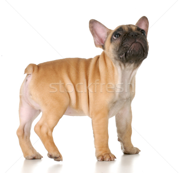 Cute cachorro francés bulldog pie Foto stock © willeecole