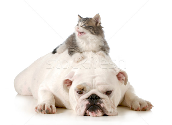 dog and cat Stock photo © willeecole